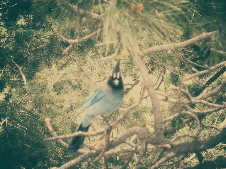 Blue Bird