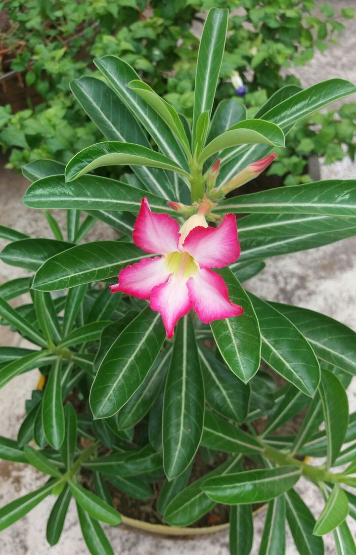 flower