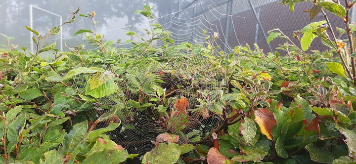 beautiful misty websies