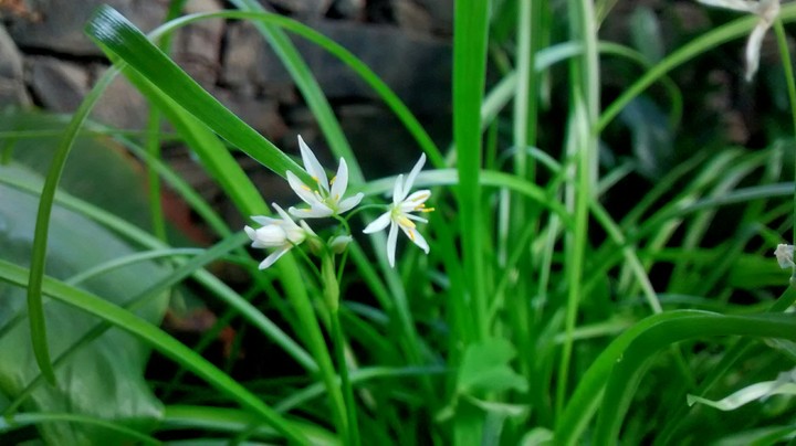 Flor