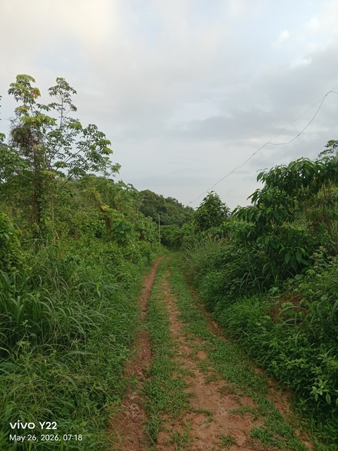 тапети shrub, trail