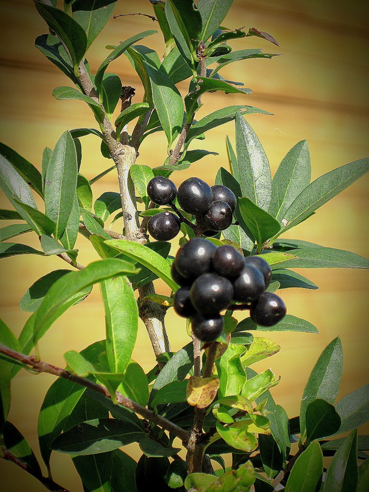 bluberries
