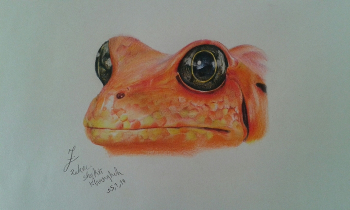 amphibian