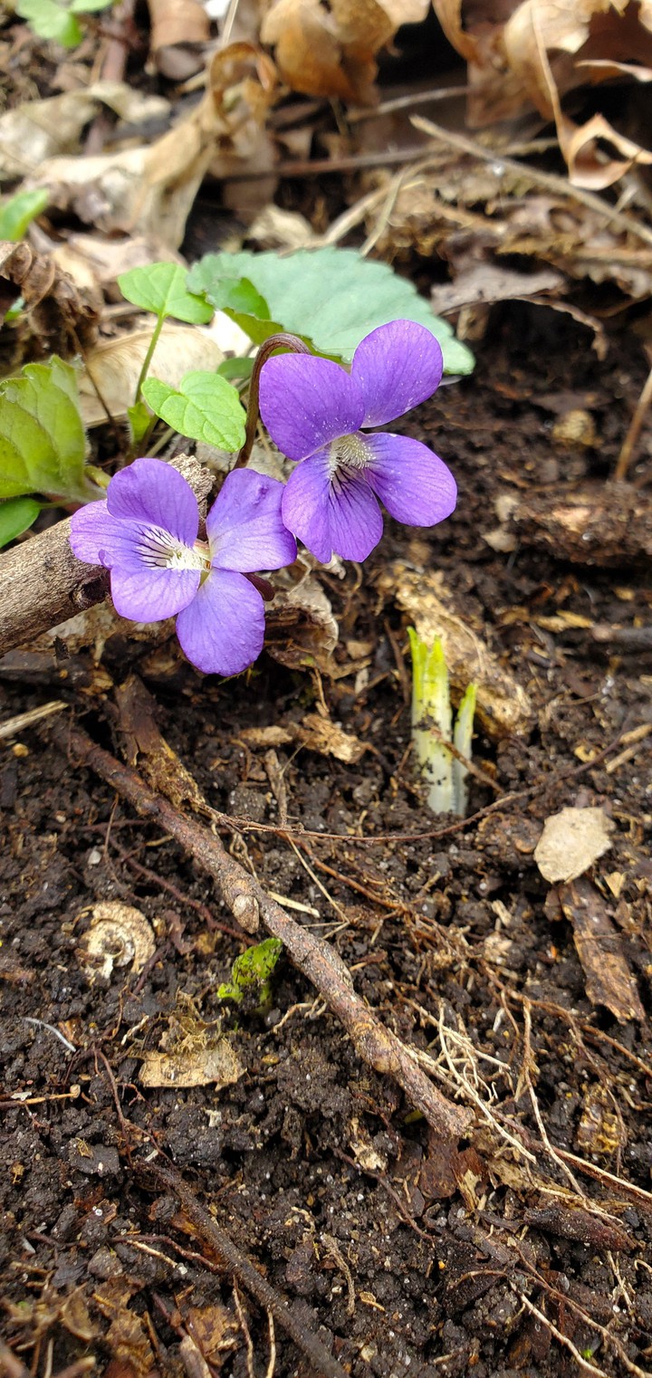 Wild Purple Flower