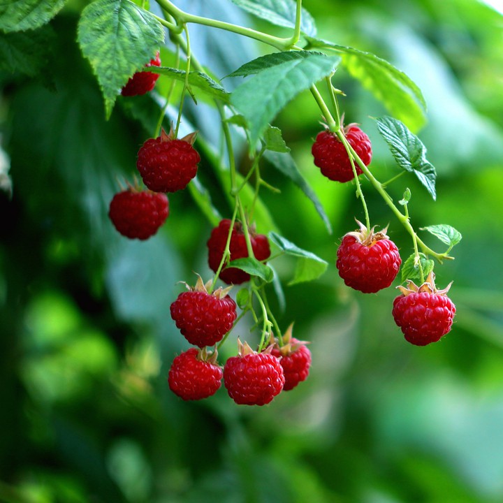 Raspberries