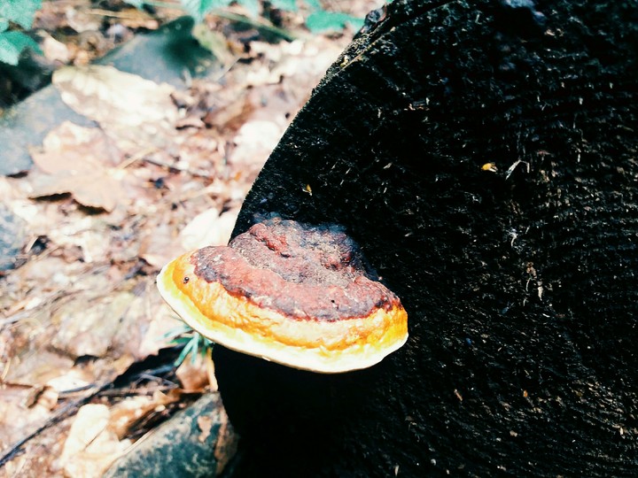 mushroom