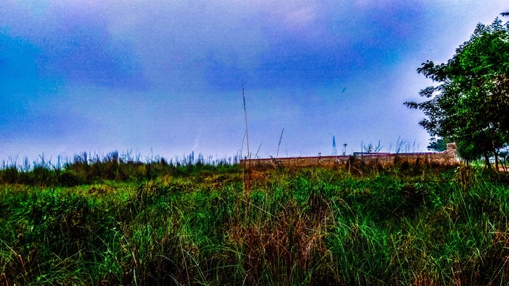GRASS FIELD