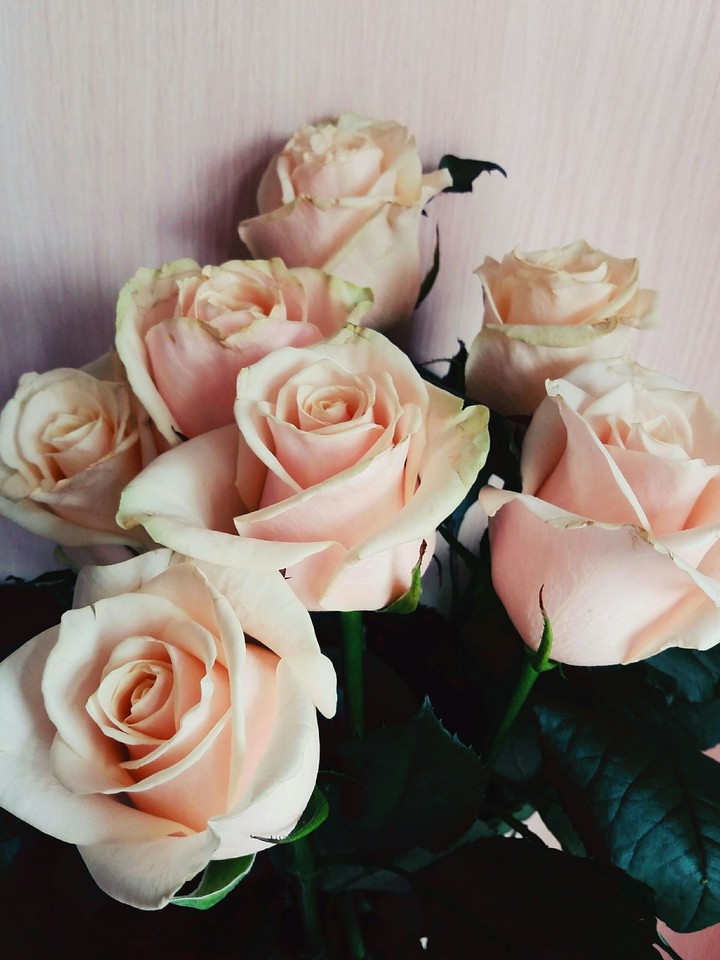 flower rose