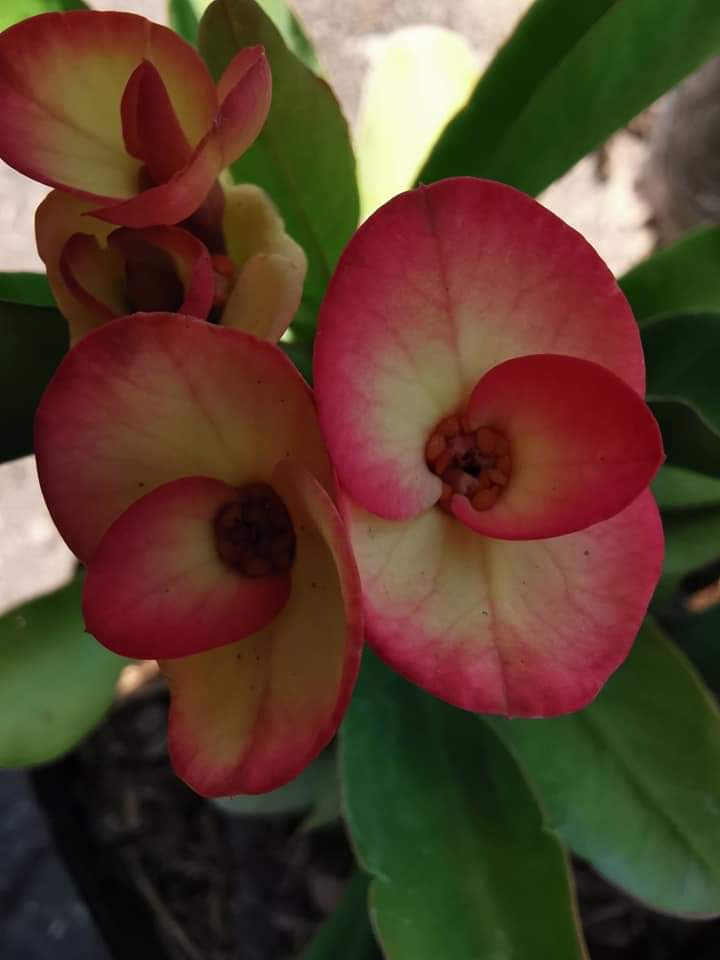 Euphorbia milli