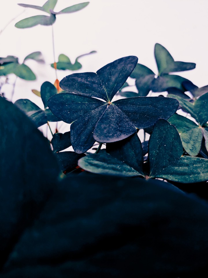 planta vida / JAN BAYOT