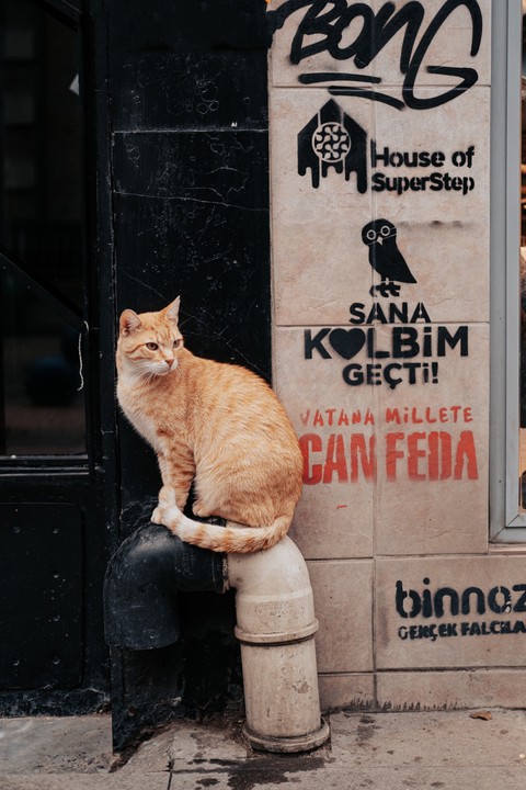cat, wall Hintergrundbilder