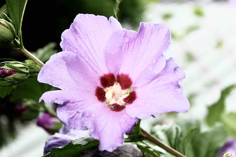 Flower after summer rain II.