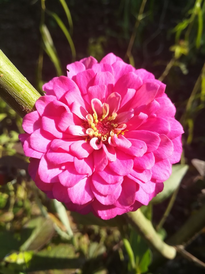 flower