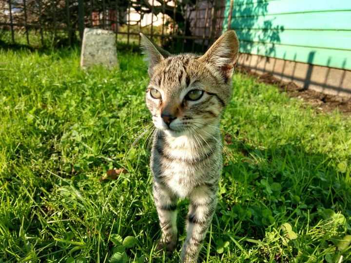 Gato