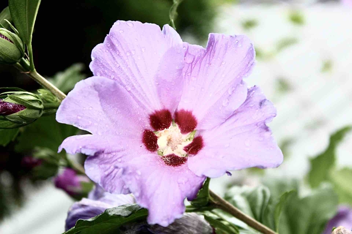 Flower after summer rain II.
