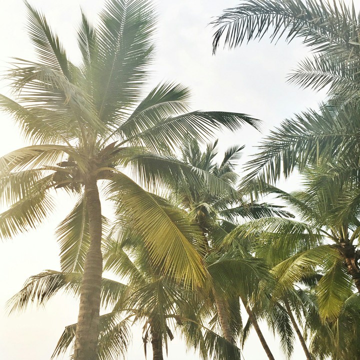 Palm trees