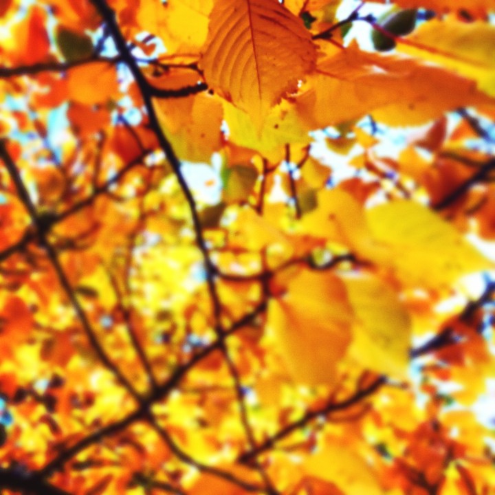 Autumn leaves