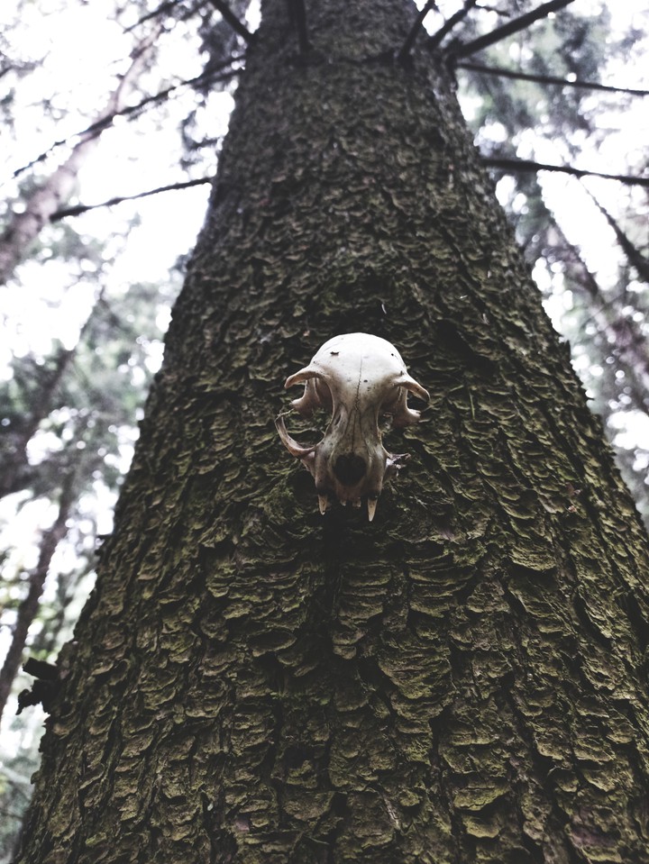 Dark forest