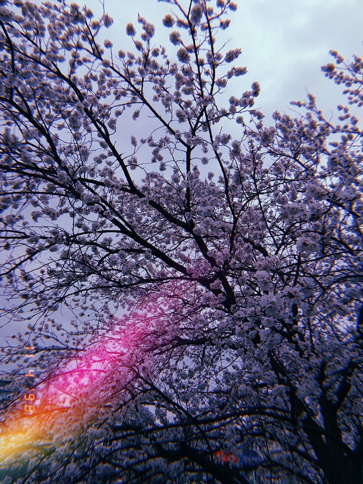 spring