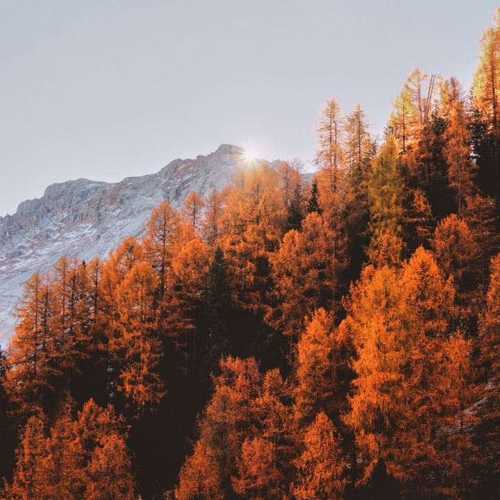 forest