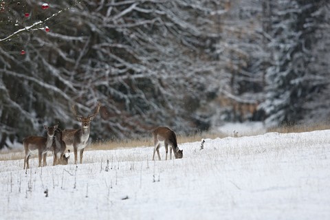 רקעים deer, Tail