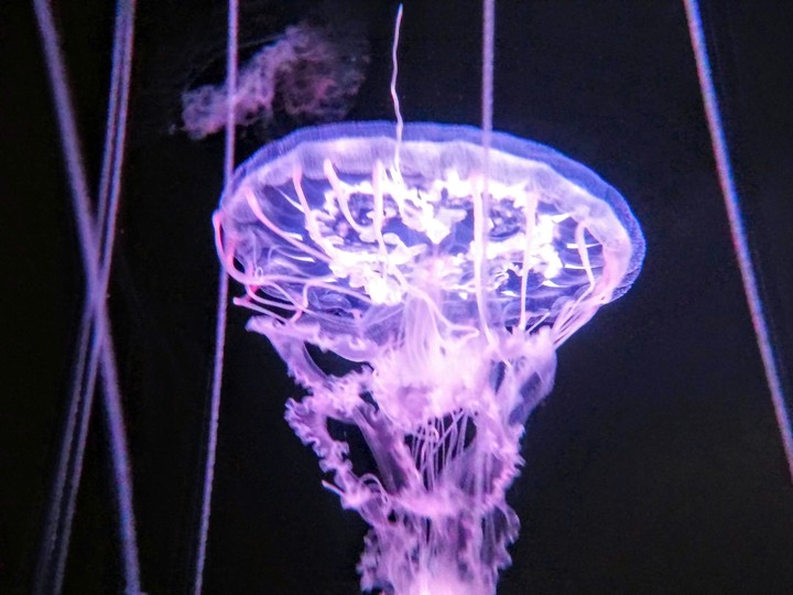 Jellyfish