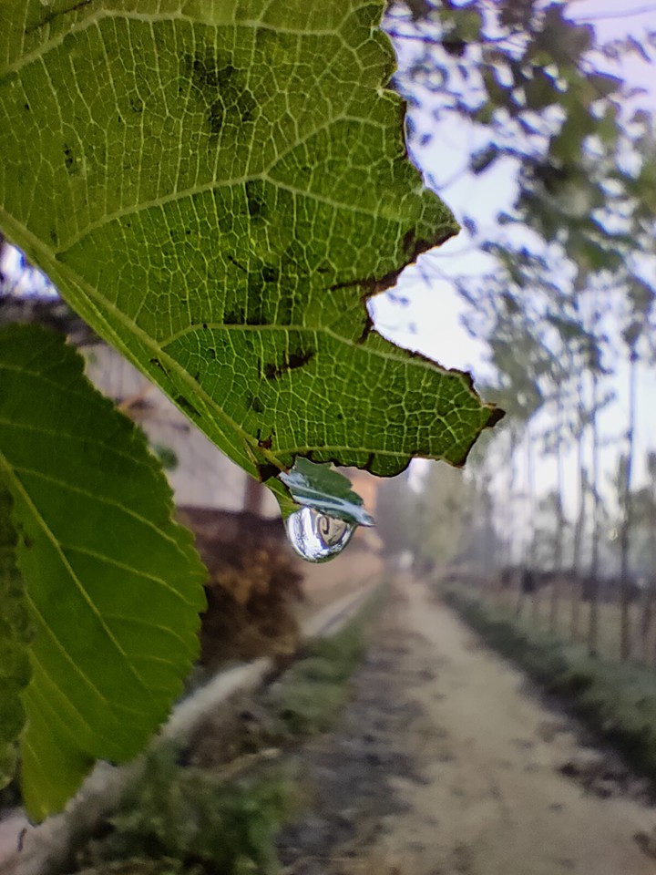 leaf