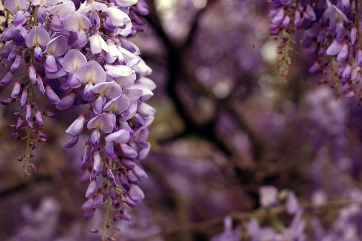 #glycine