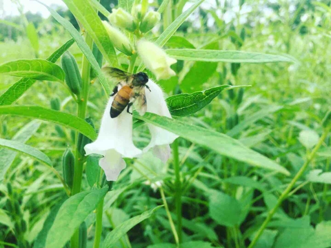 honeybee