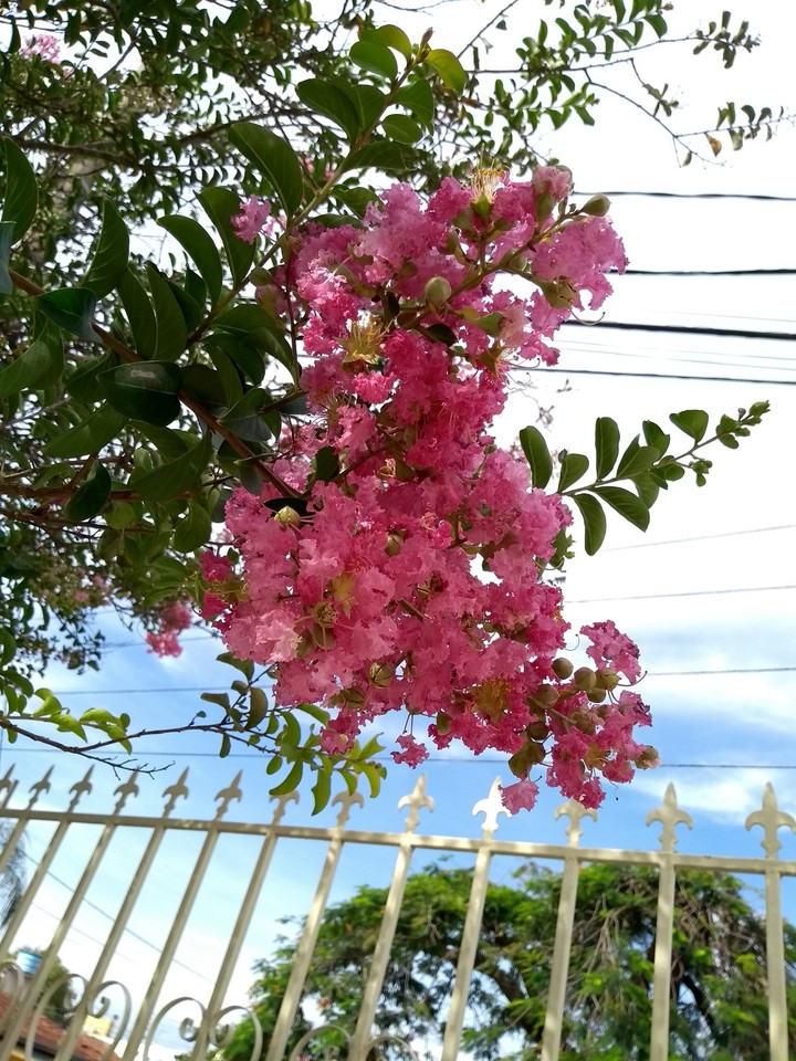 flores