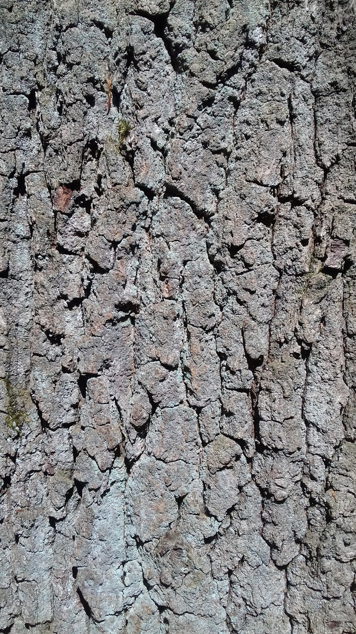 boomschors bomen in het bos de boomschors.
