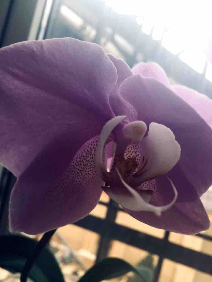 Orchid