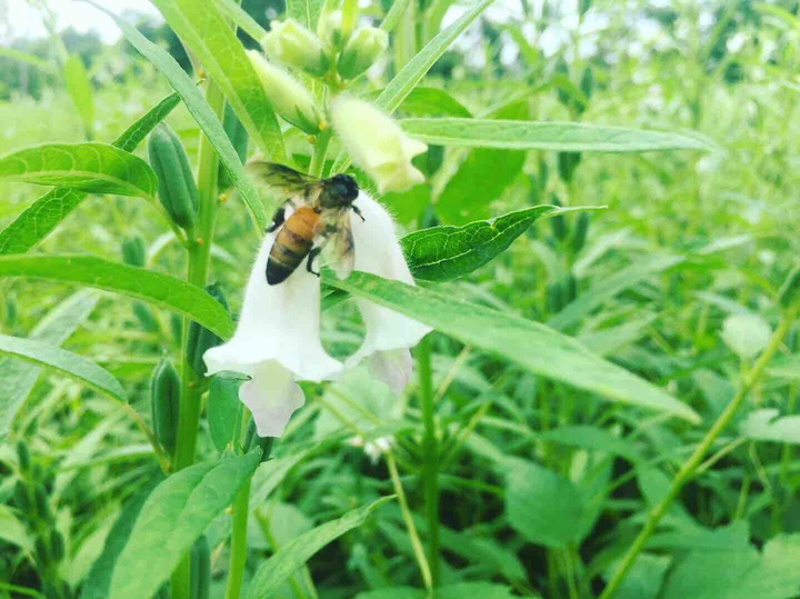 honeybee
