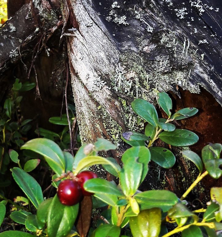 berry