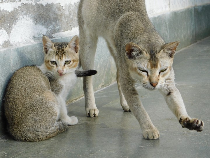Lazy Cats: The Tiger Family