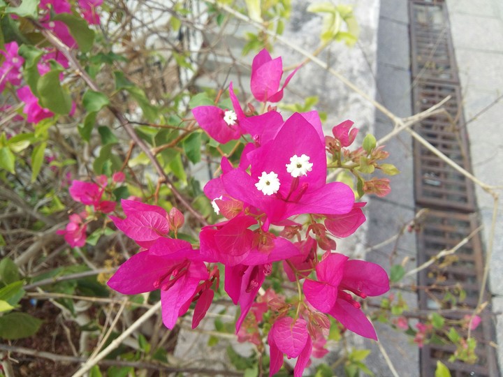pink flower