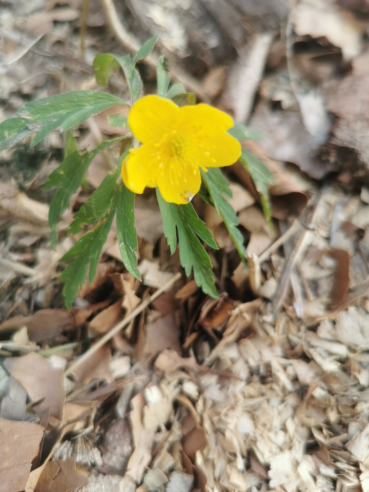Waldblümchen