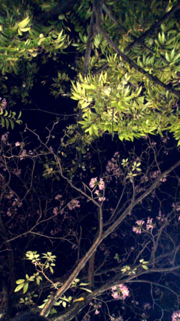 flores de inverno