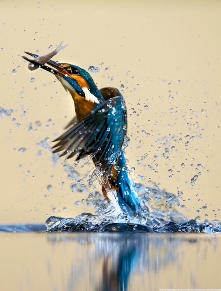 birs