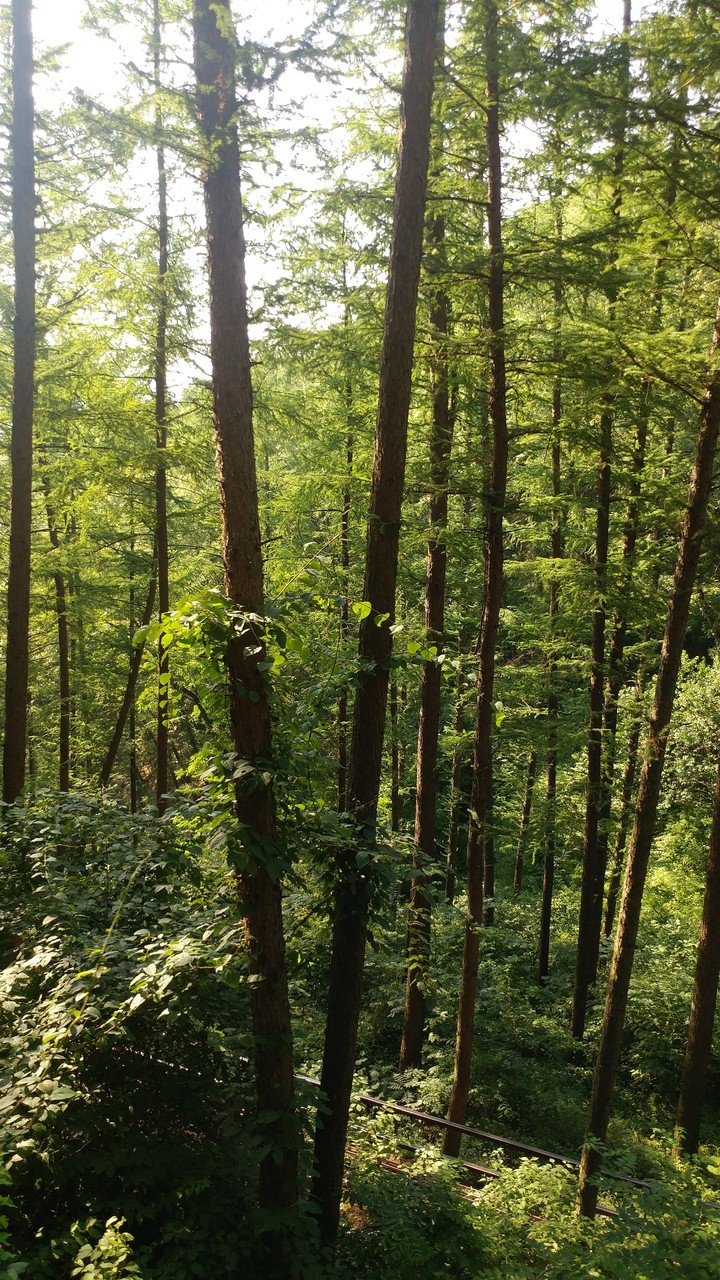 빼곡한 나무 숲