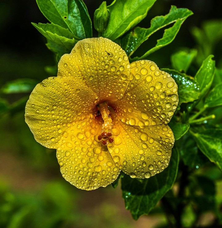 Water drops on flower.