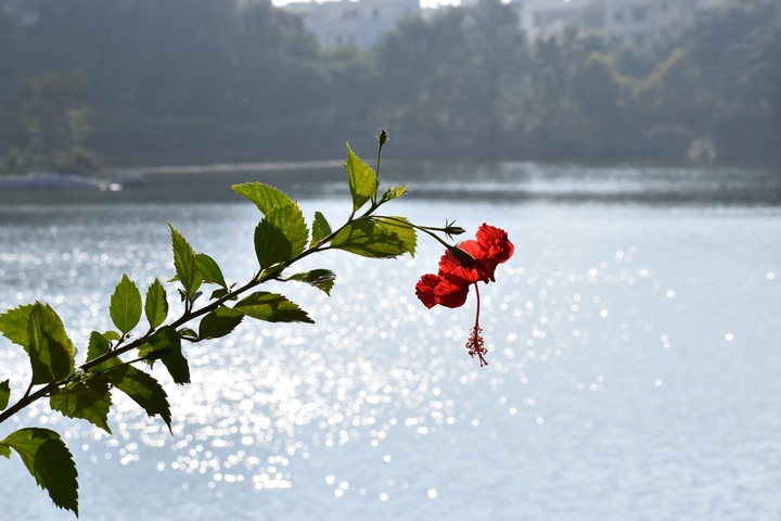 Hibiscus flower