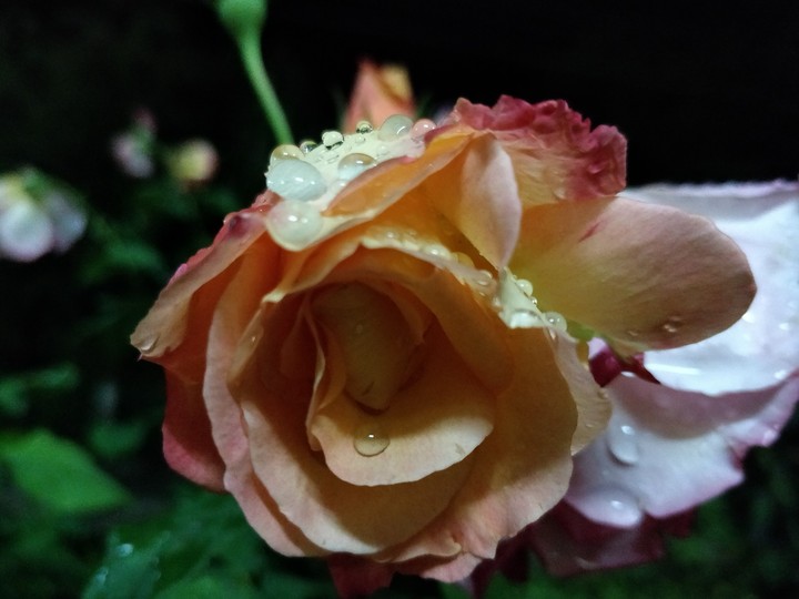 #raindropsrosenight
