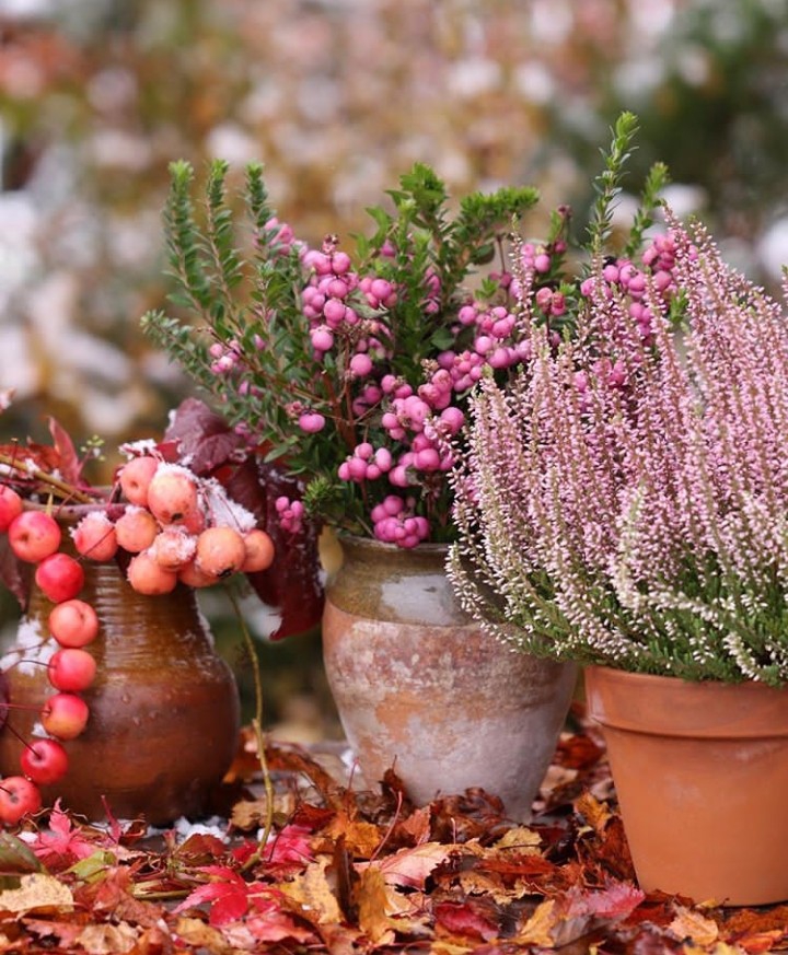 plants