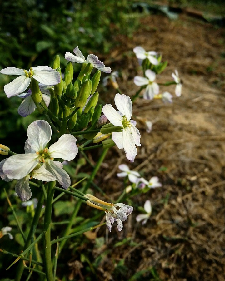 Coriander Blooms
