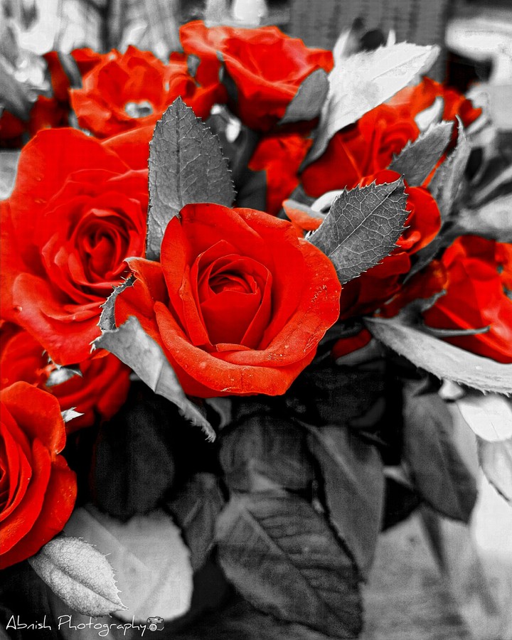 Rose