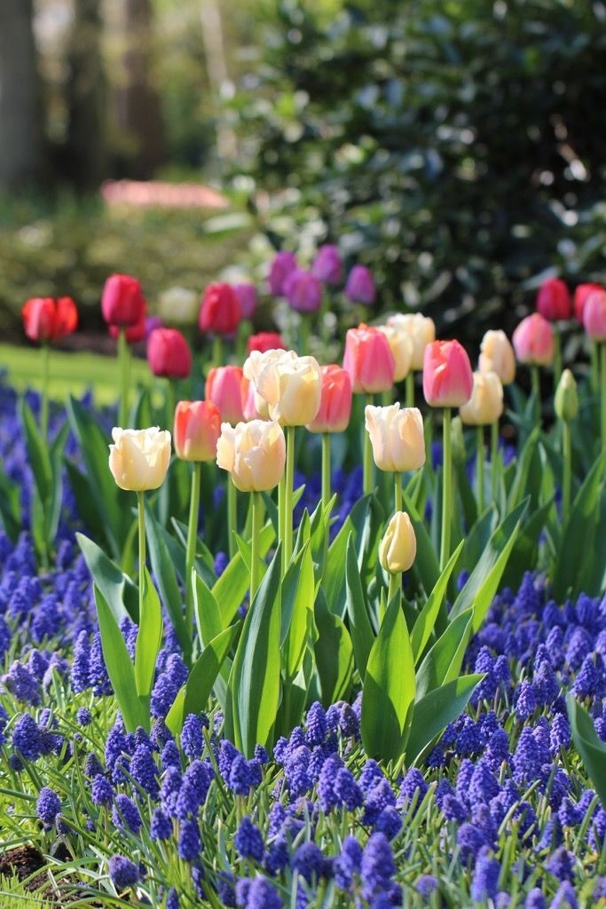 tulips