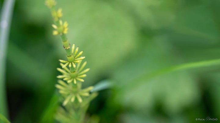 Spruce-like grass