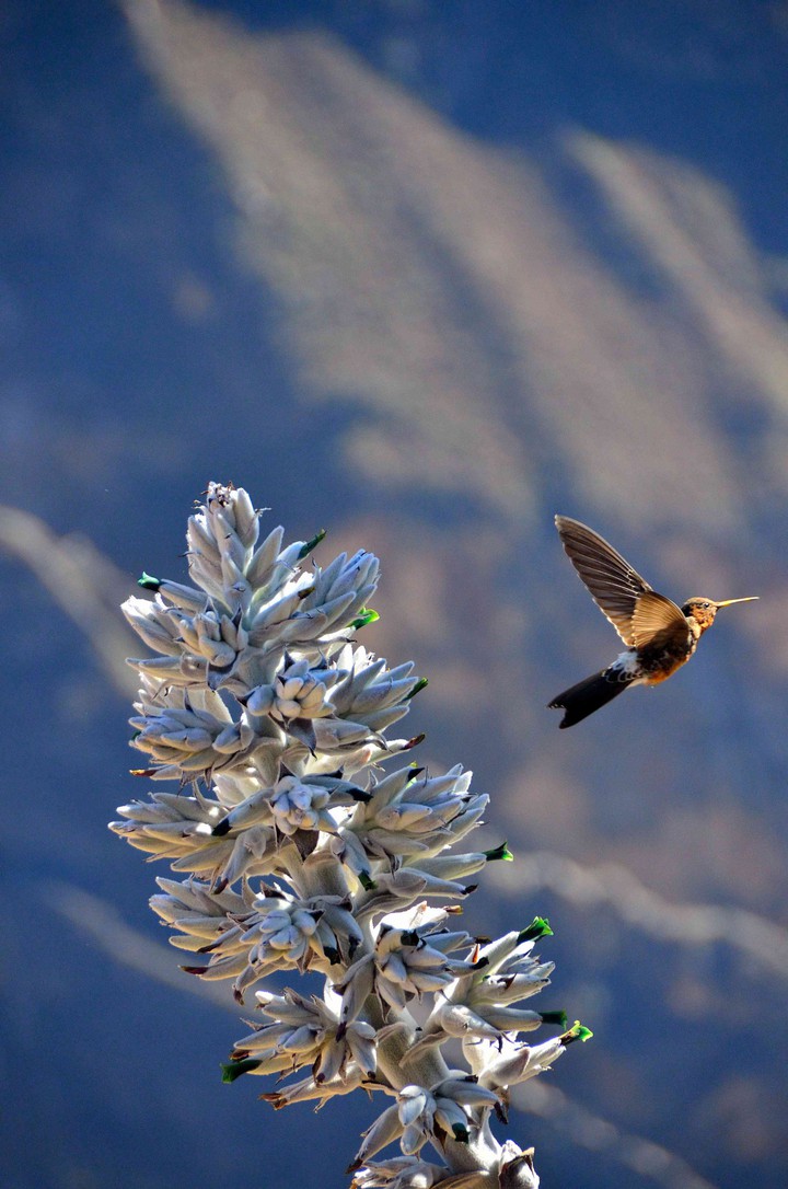 Peruvian Hummingbird