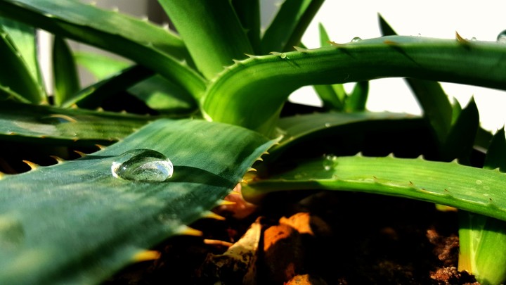 Aloe